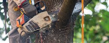 Best Tree Trimming and Pruning  in Kingstown, MD