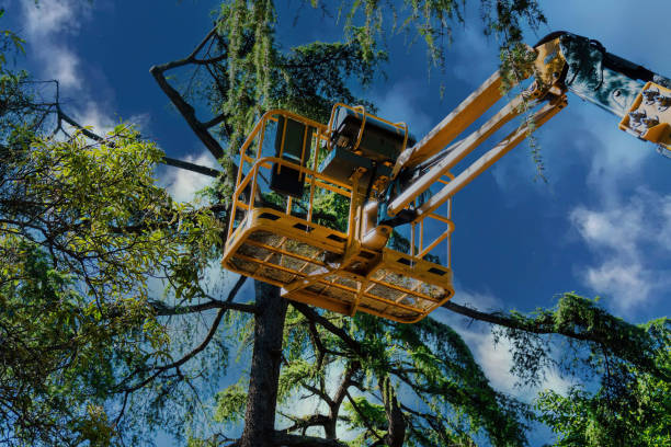 Best Tree Mulching  in Kingstown, MD