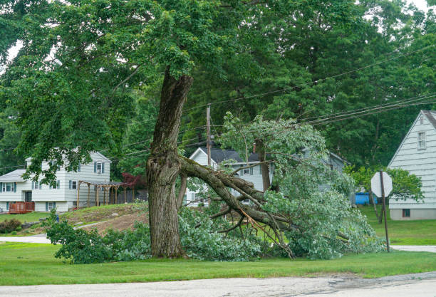 Best Commercial Tree Services  in Kingstown, MD