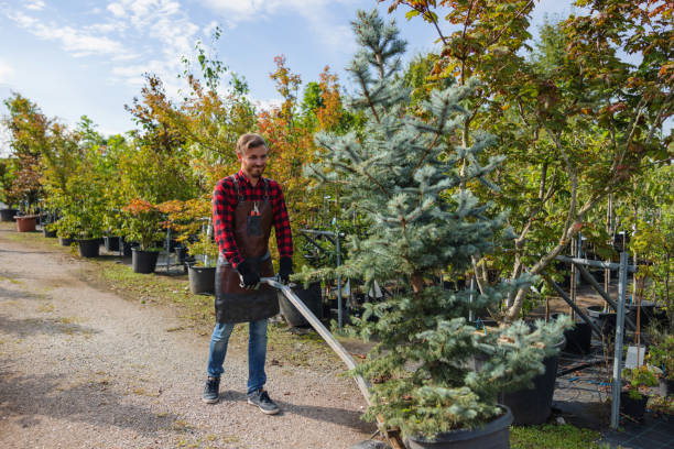 Best Tree Risk Assessment  in Kingstown, MD
