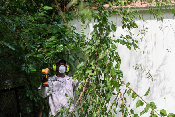 Best Tree Disease Treatment  in Kingstown, MD